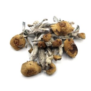 Magic mushroom buy online