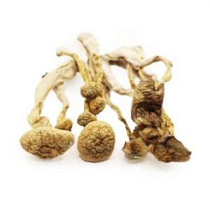 PSILOCYBIN