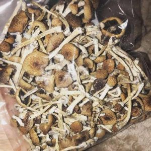 magic mushroom buy